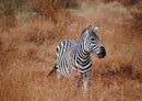 81417 Natur - Zebra