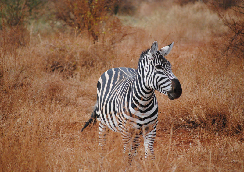 81417 Natur - Zebra