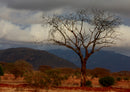 80631 Natur - Afrika