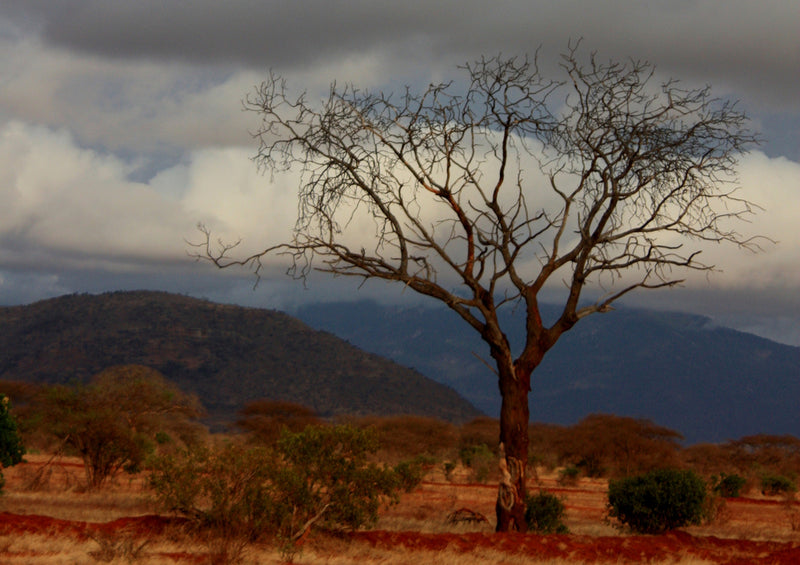 80631 Natur - Afrika