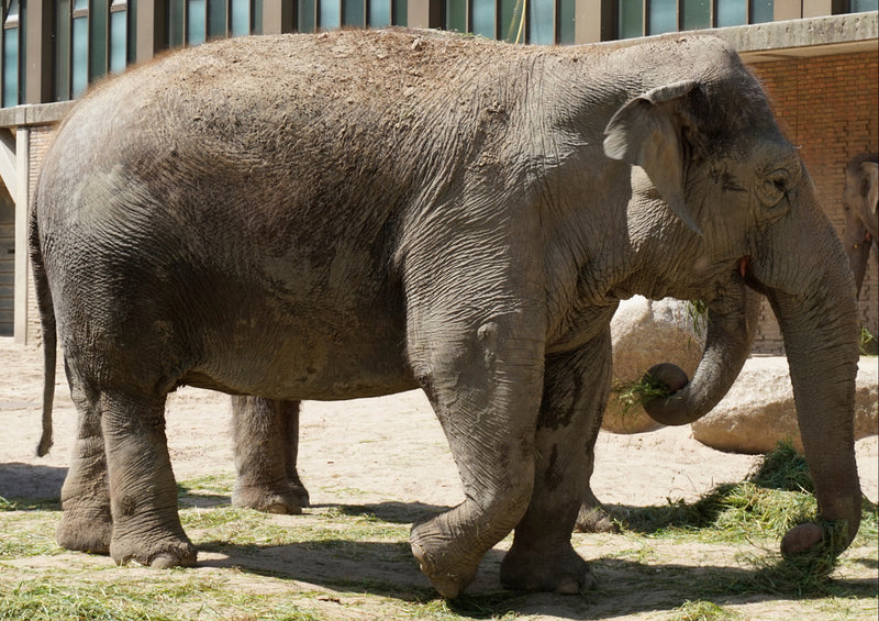 87188 Tierwelt - Elefant