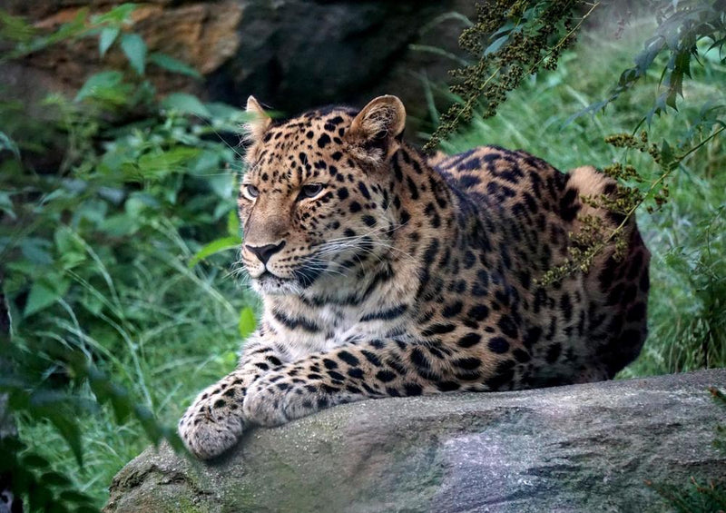 17557 Tierwelt - Leopard