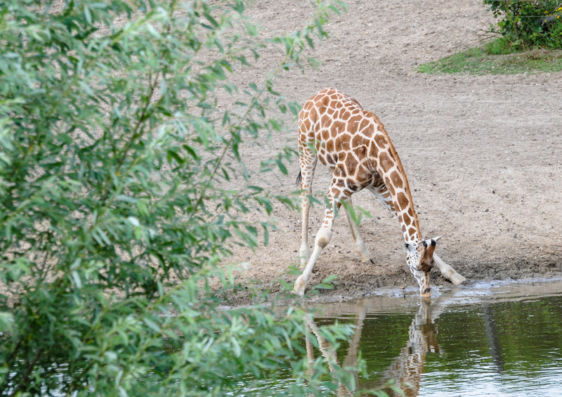 82121 Tierwelt - Giraffe