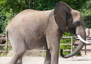 85403 Natur - Elefant