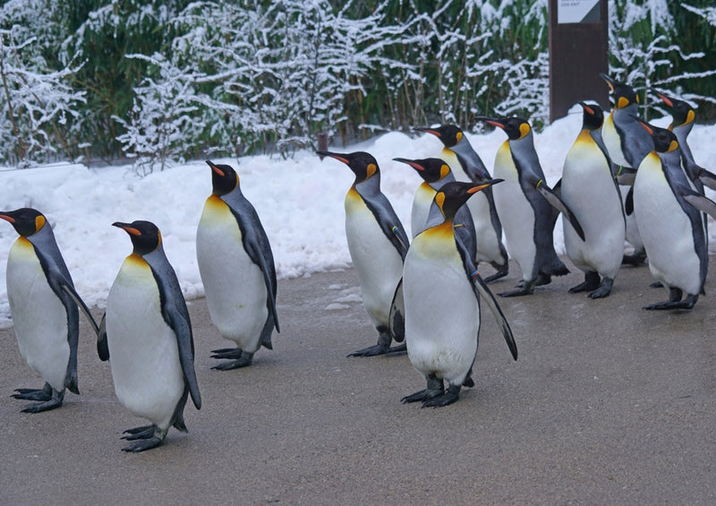 42836 Tierwelt - Pinguine