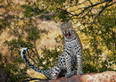 77441 Natur - Leopard