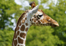 78259 Natur - Giraffe