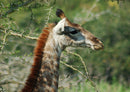 78224 Natur - Giraffe