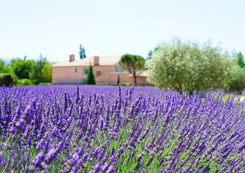 18578 Natur - Lavendel