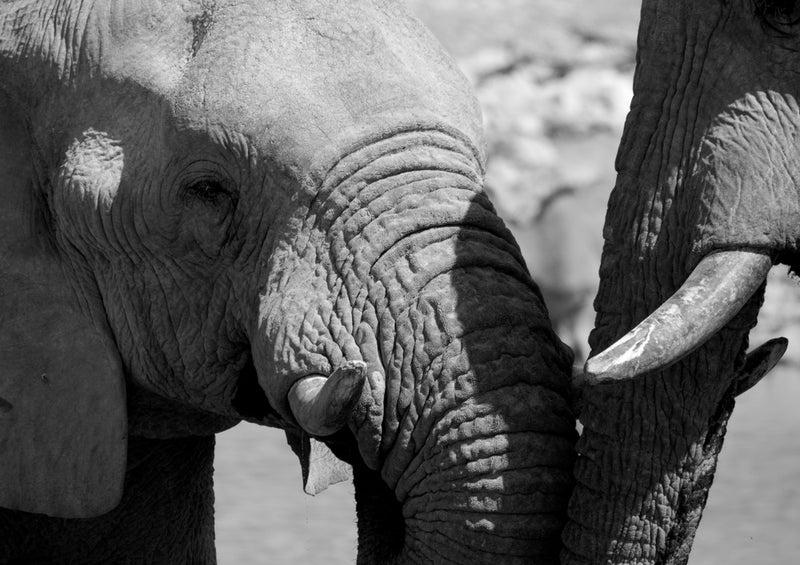 77282 Tierwelt - Elefanten