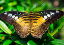 26384 Tierwelt - Schmetterling