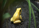 29229 Tierwelt - Frosch