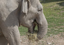 85614 Natur - Elefant