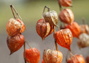 43559 Natur - Physalis