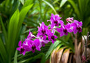 26351 Natur - Lila Orchiee