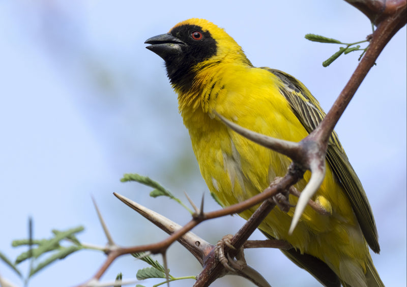 70738 Tierwelt - Webervogel