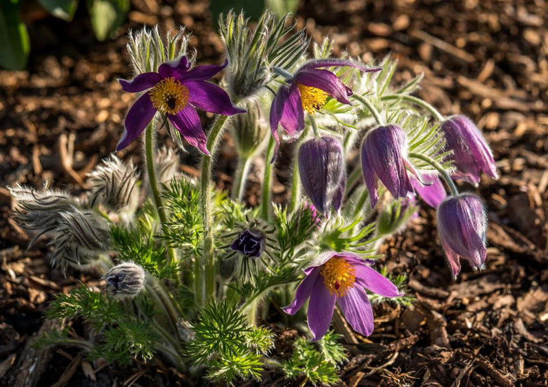 21556 Natur - Pulsatilla Vulgaris