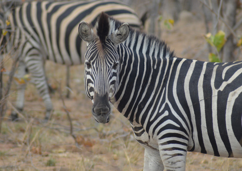 83473 Tierwelt - Zebra