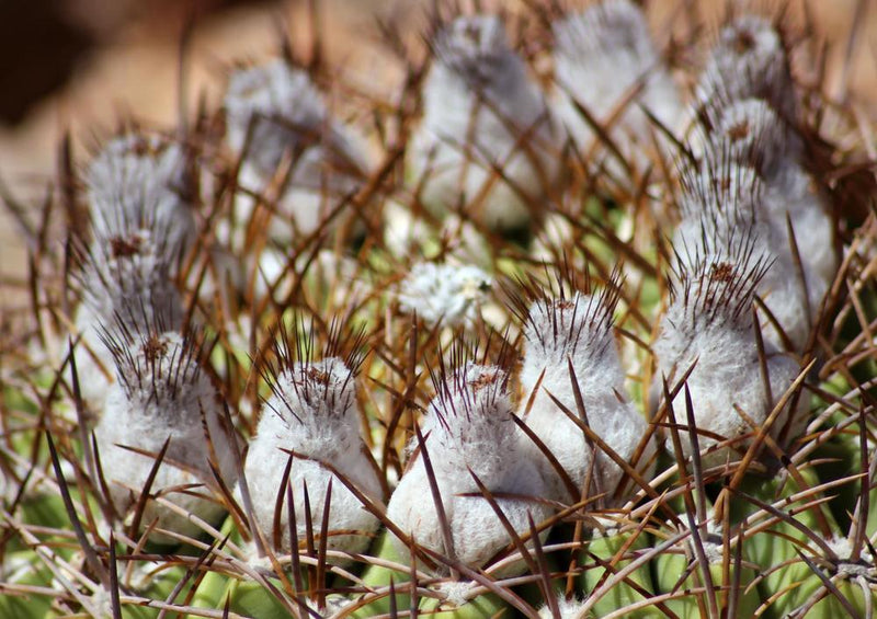 31956 Natur - Kaktus