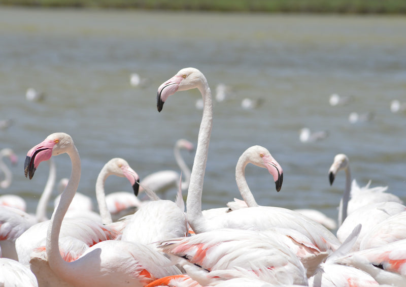 82412 Tierwelt - Flamingos