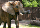 71101 Natur - Elefant