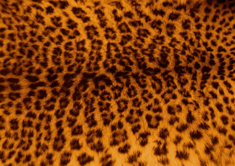 80443 Hintergründe - Leopard