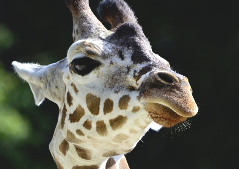 78678 Natur - Giraffe