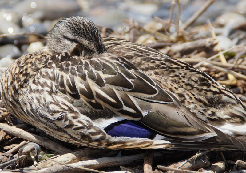 23003 Tierwelt - Ente im Holz