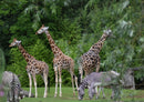 78143 Natur - Giraffe