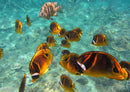 27599 Natur - Fische