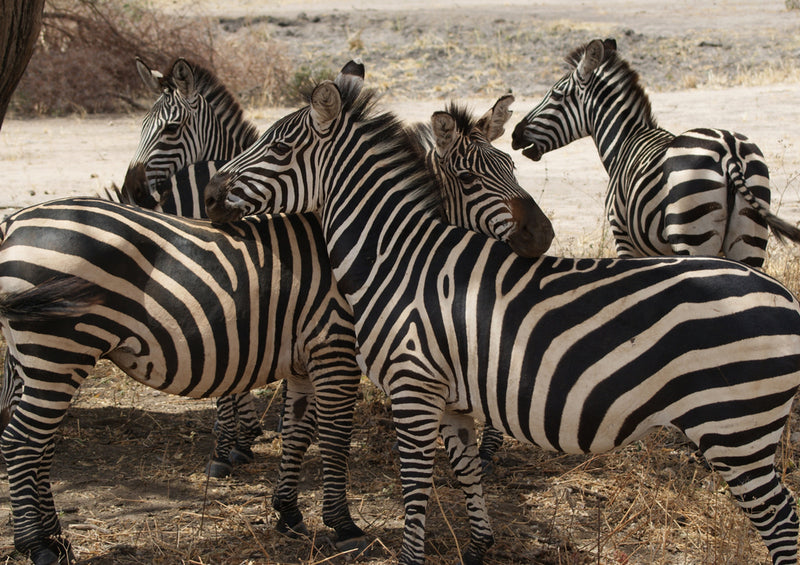 83216 Natur - Zebra