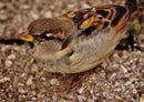 16809 Tierwelt - Spatz