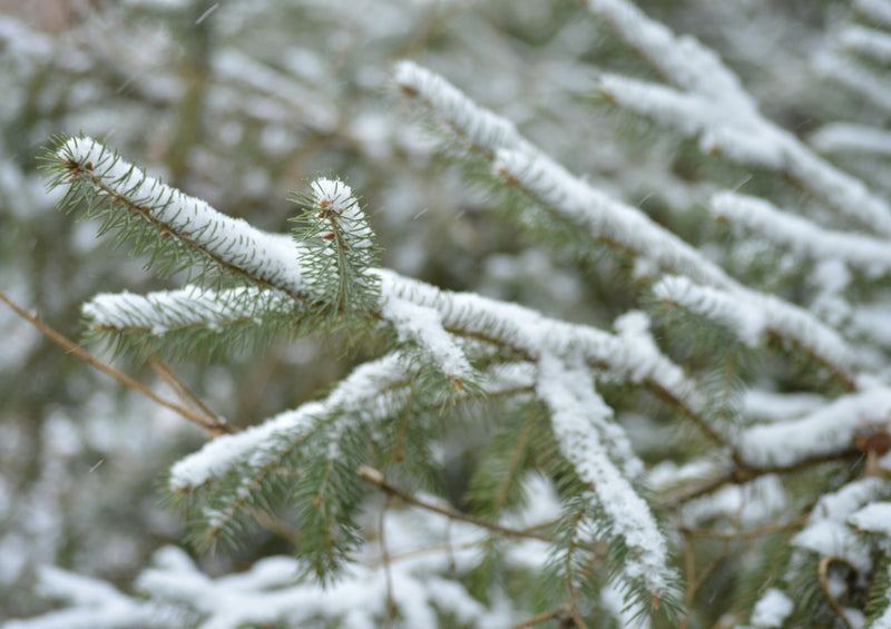 37327 Natur - Tannenzweig