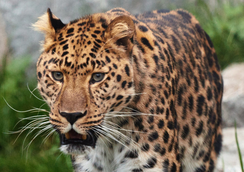 77008 Tierwelt - Leopard