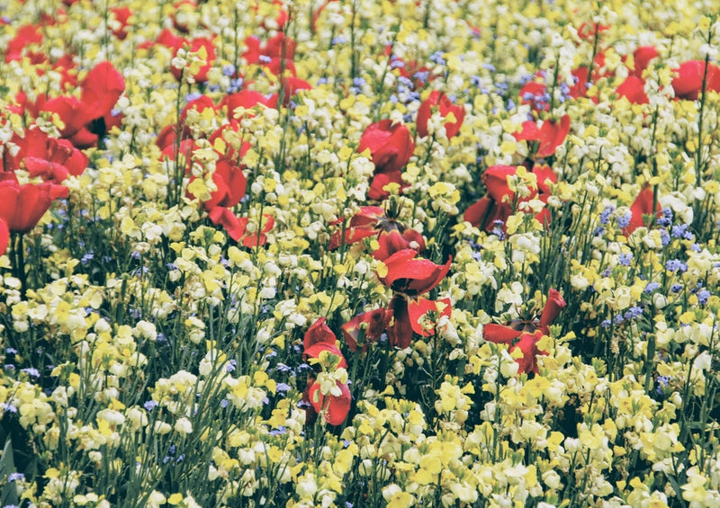 53180 Natur - Blumenwiese