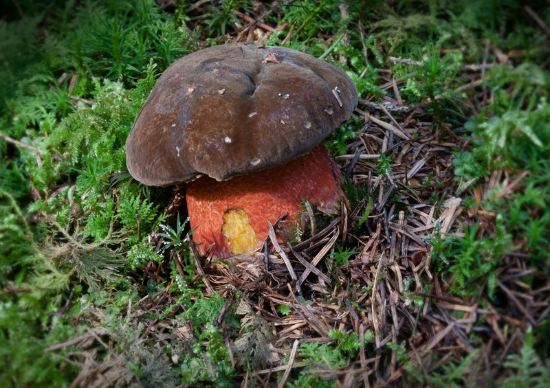 40694 Ernährung - Pilz