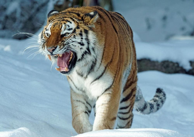 17107 Tierwelt - Tiger