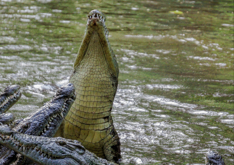 78371 Natur - Krokodil