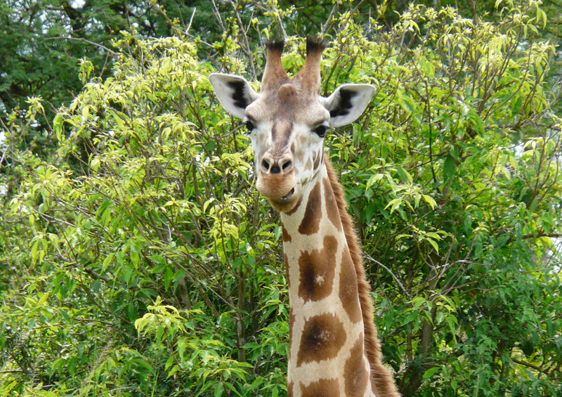 78989 Natur - Giraffe