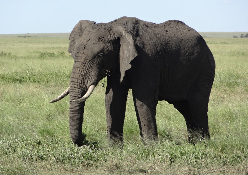 86605 Tierwelt - Elefant