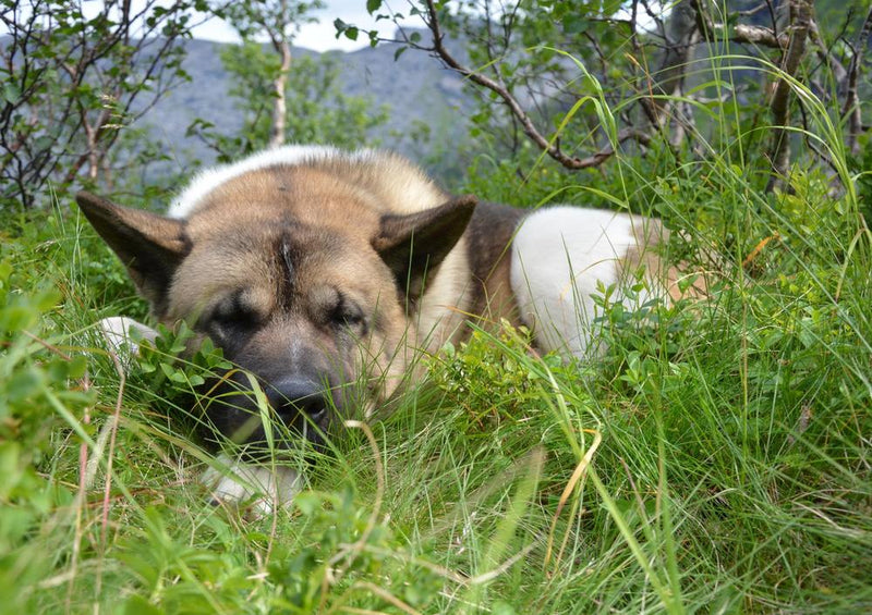 31399 Tierwelt - Schäferhund im Gras