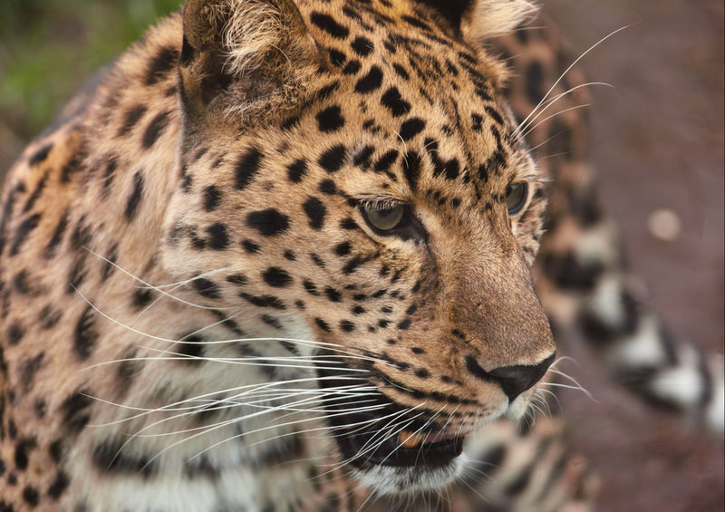 76879 Natur - Leopard