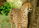 75454 Tierwelt - Gepard