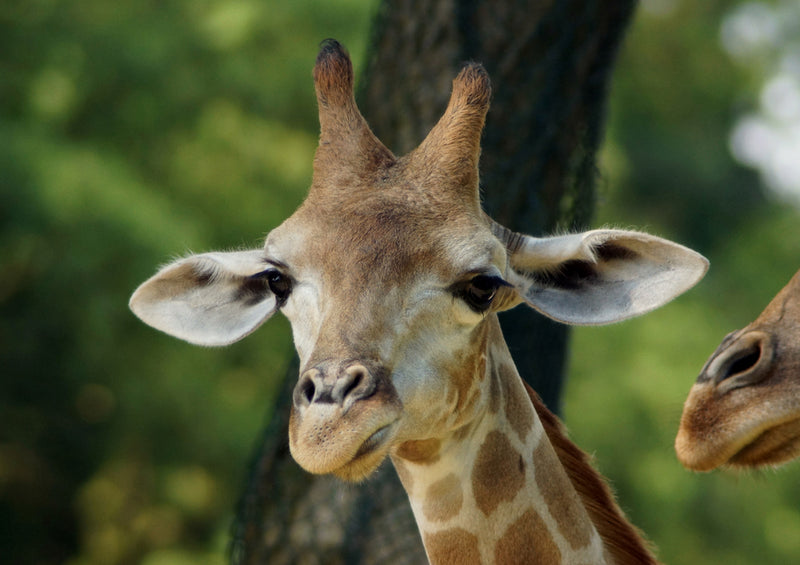 78539 Natur - Giraffe