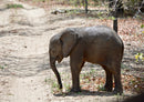 85536 Natur - Elefant