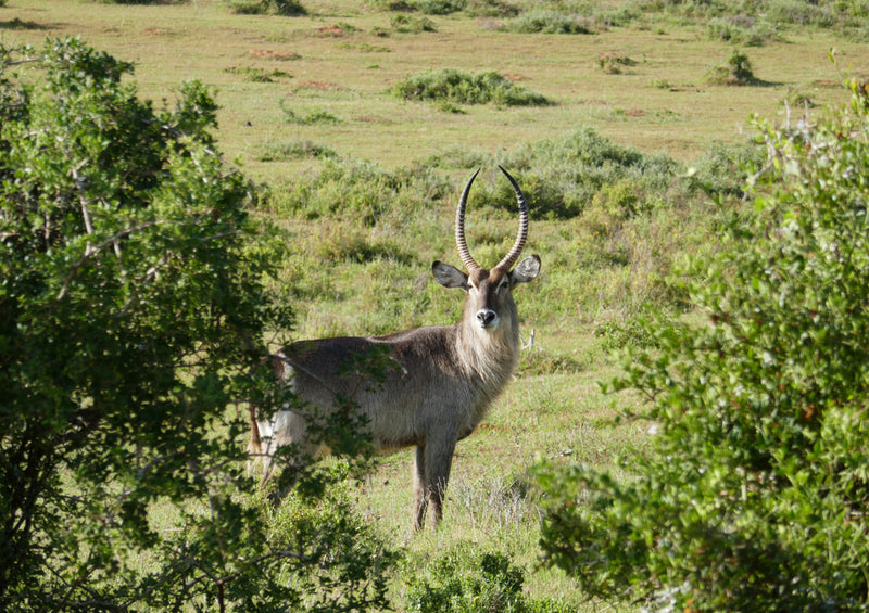 70492 Natur - Safari