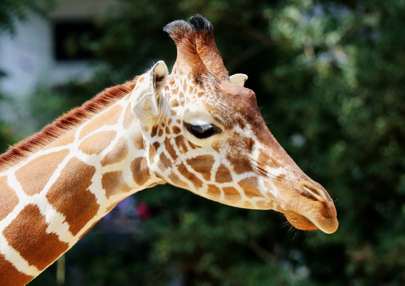 78862 Natur - Giraffe