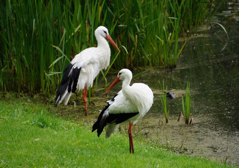 22715 Tierwelt - Storch am See