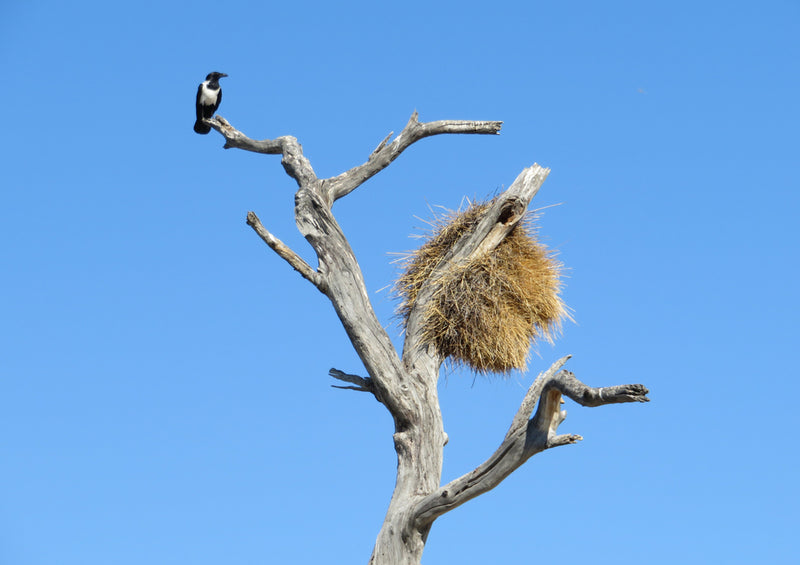 79761 Natur - Baum