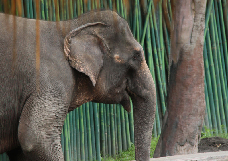 86924 Tierwelt - Elefant